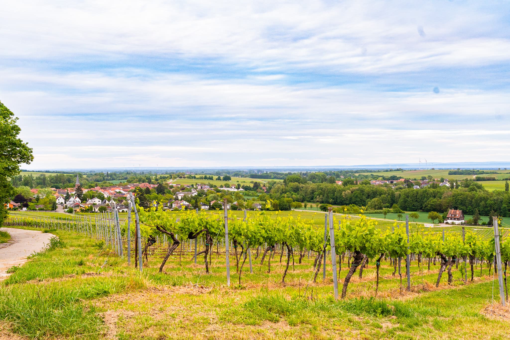 Weinberge Heuchelheim-Klingen